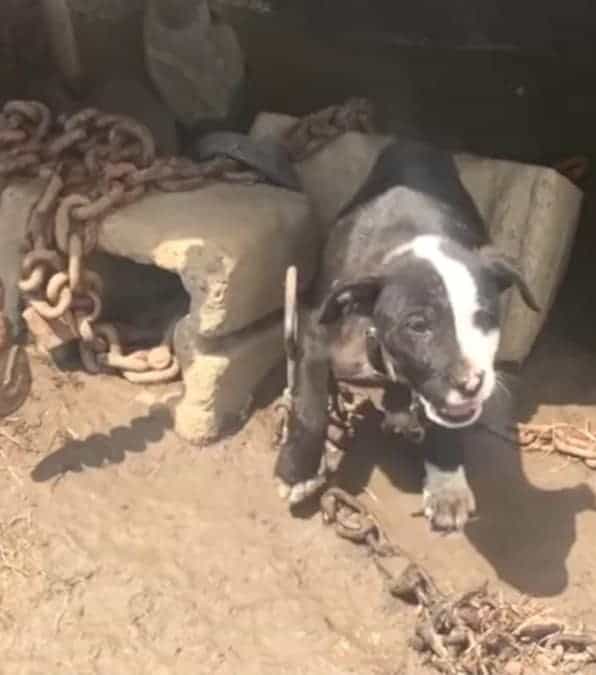 Dopo 10 settimane di sofferenze e abbandono, il cucciolo Andie trova la felicità