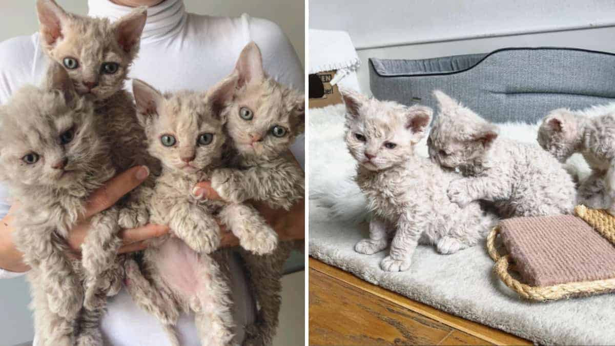 I gattini ricci di Gina: La cucciolata Selkirk Rex che ha conquistato il web