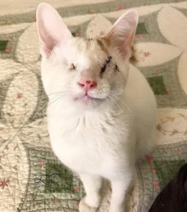 Il cucciolo di gatto randagio bloccato su un albero scopre la luce dell'amore e della cura grazie a Nikki