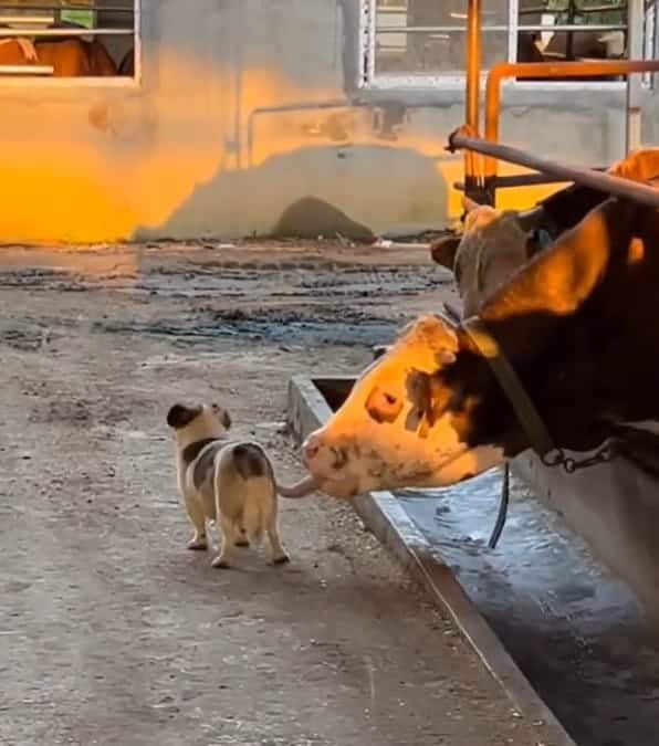 video diventente di una mucca che decide di fare uno scherzo simpatico a un innocente cagnolino