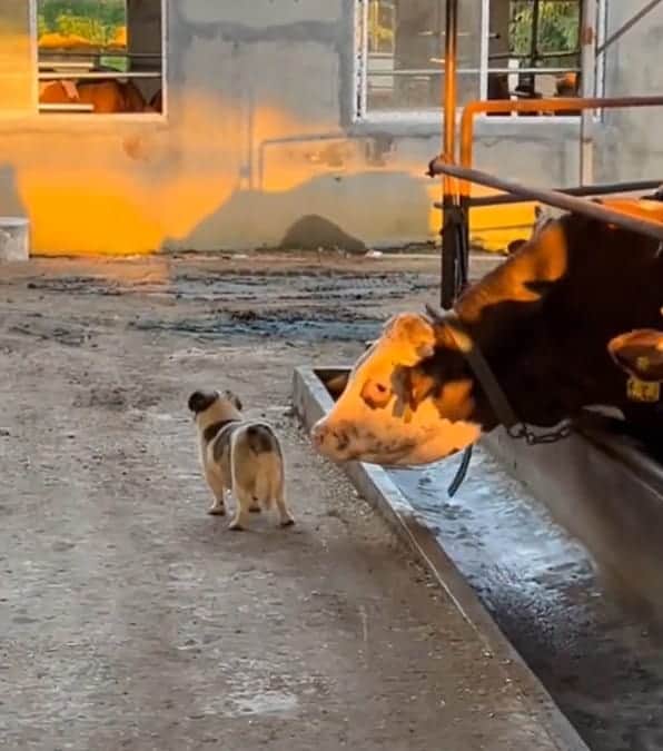 video diventente di una mucca che decide di fare uno scherzo simpatico a un innocente cagnolino