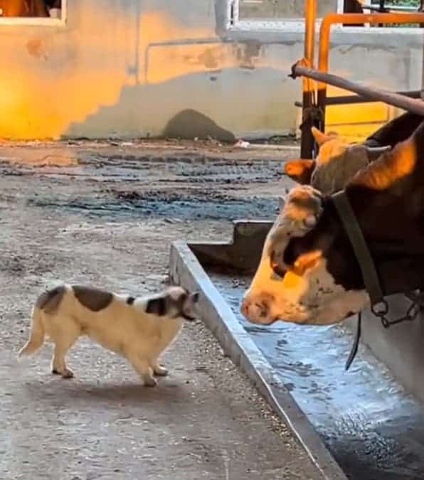 video diventente di una mucca che decide di fare uno scherzo simpatico a un innocente cagnolino