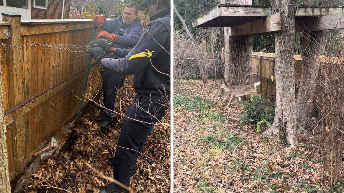 cervo intrappolato viene salvato da una squadra di pompieri