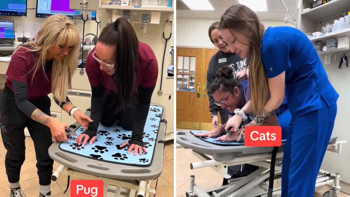 La virale parodia della clinica veterinaria che mostra il comportamento di cani e gatti