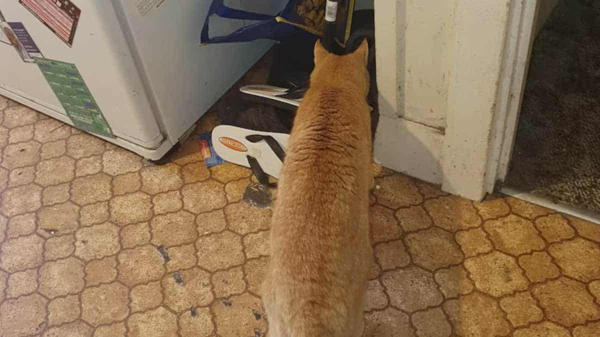 Un gatto salva il proprietario da un serpente velenoso