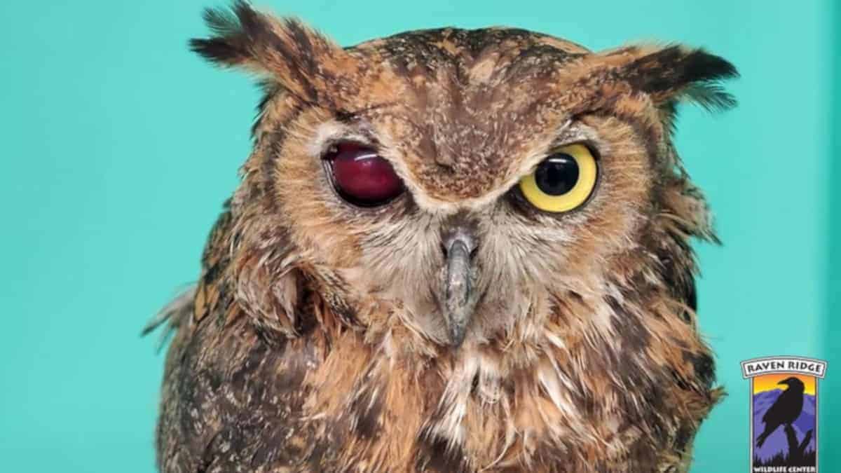 Un uomo salva un gufo intrappolato ne letame per 2 giorni
