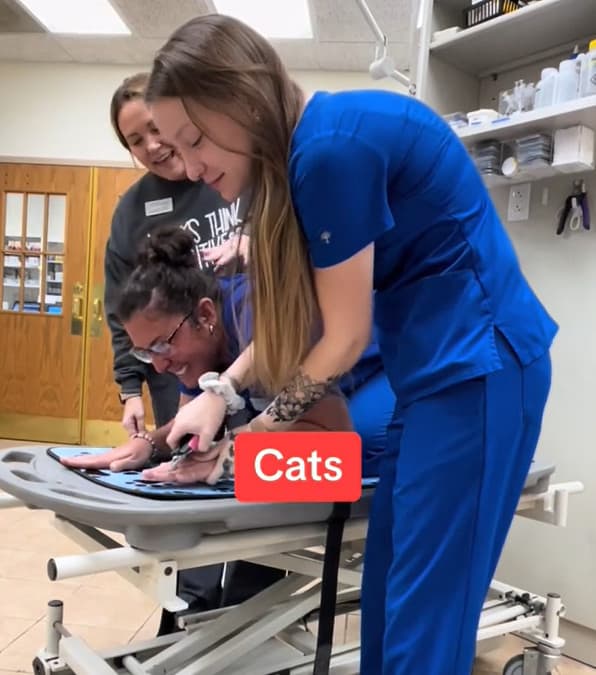 lo staff veterinario fa una parodia divertentissima sul comportamento di gatti e cani