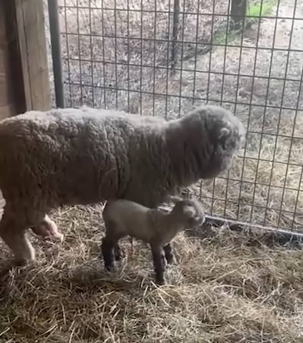 L'eccezionale legame tra un agnellino abbandonato e un cane adottivo