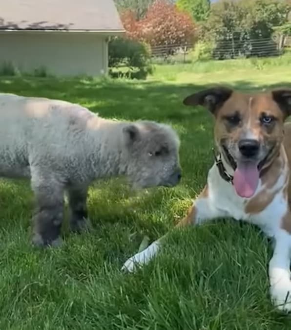 L'eccezionale legame tra un agnellino abbandonato e un cane adottivo