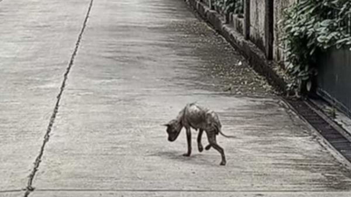 la storia di Peanut, una povera cagnolina senzatetto