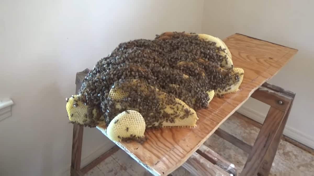 la donna che ha scoperto un alveare di api nel suo appartamento