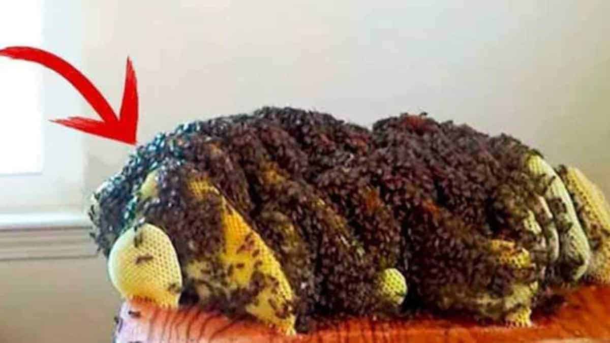 la donna che ha scoperto un alveare di api nel suo appartamento