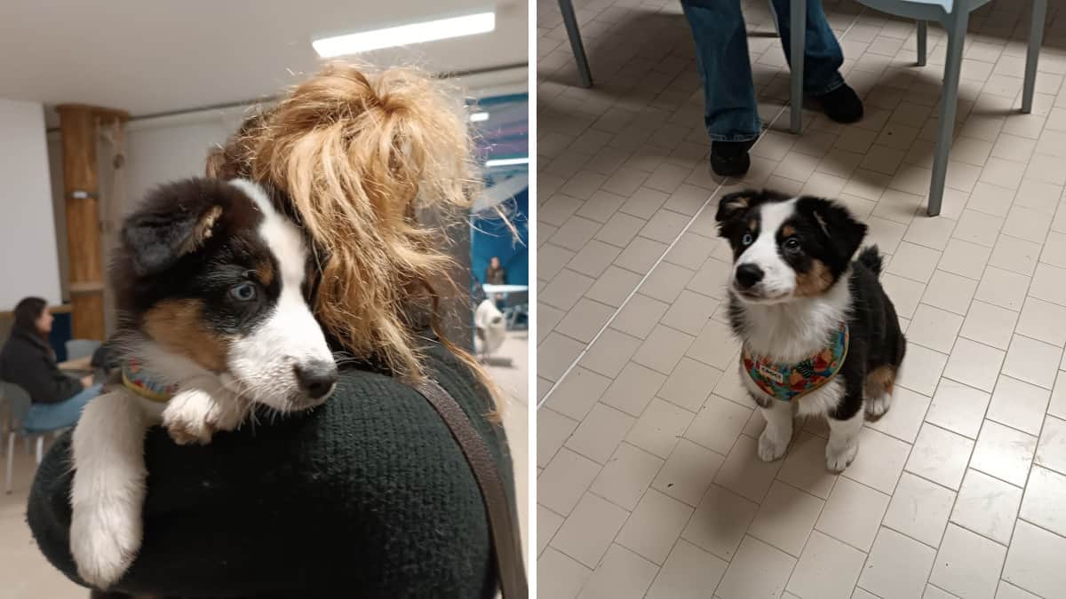 Insegnante non sa a chi lasciare il cucciolo e lo porta a scuola