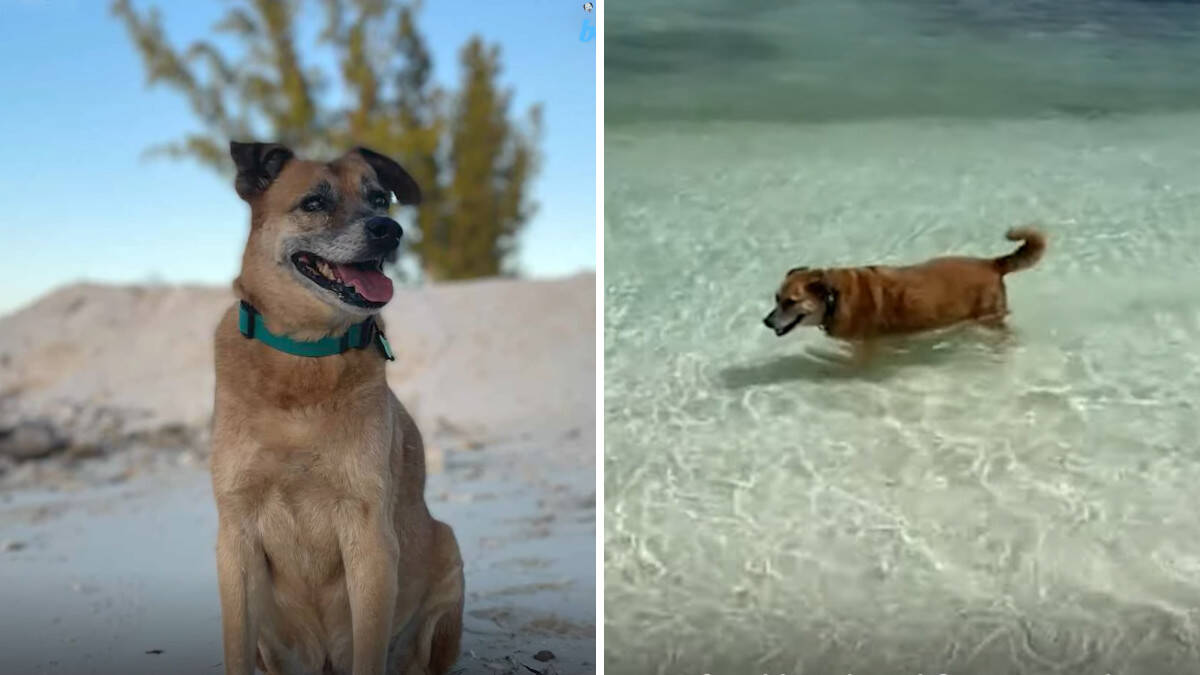 Soldier: il cane cieco che porta gioia e calore ai turisti