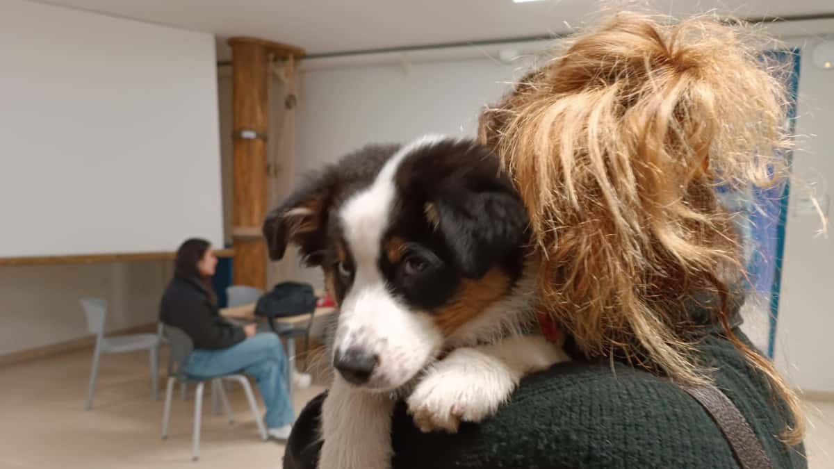 Insegnante non sa a chi lasciare il cucciolo e lo porta a scuola