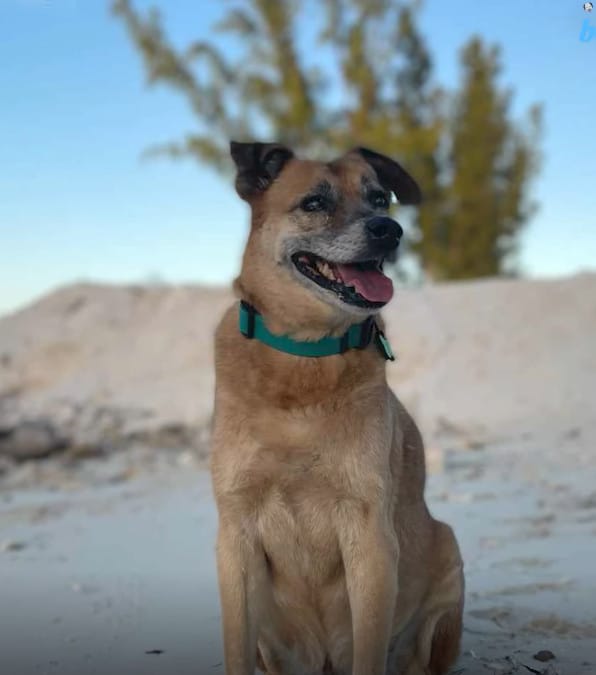 Il cane cieco e sordo che conquista i cuori dei turisti con la sua gentilezza