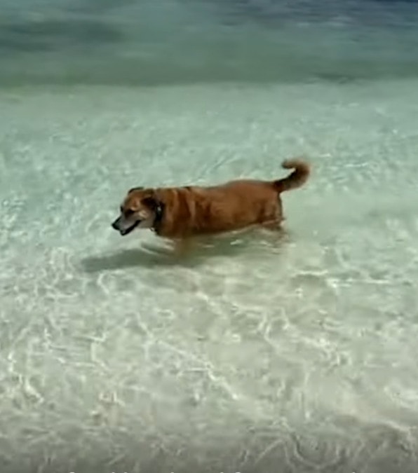 Il cane cieco e sordo che conquista i cuori dei turisti con la sua gentilezza