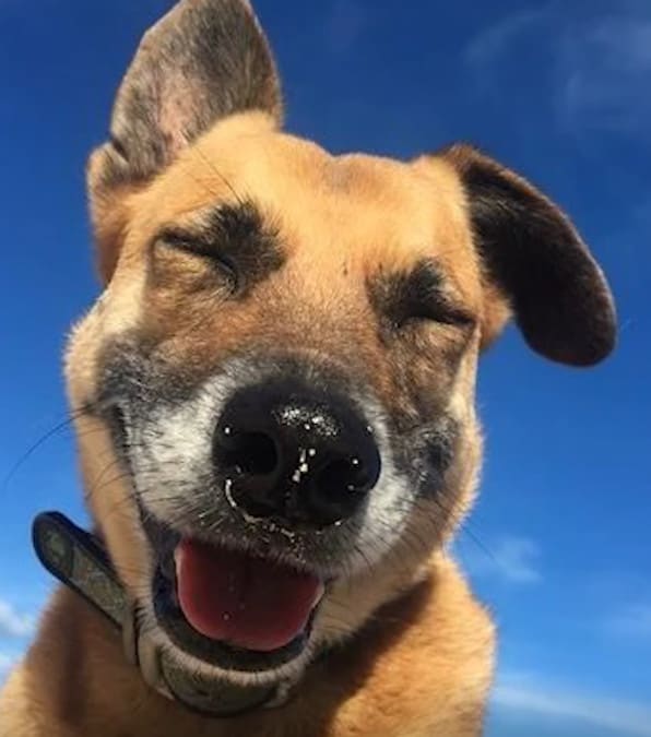 Il cane cieco e sordo che conquista i cuori dei turisti con la sua gentilezza