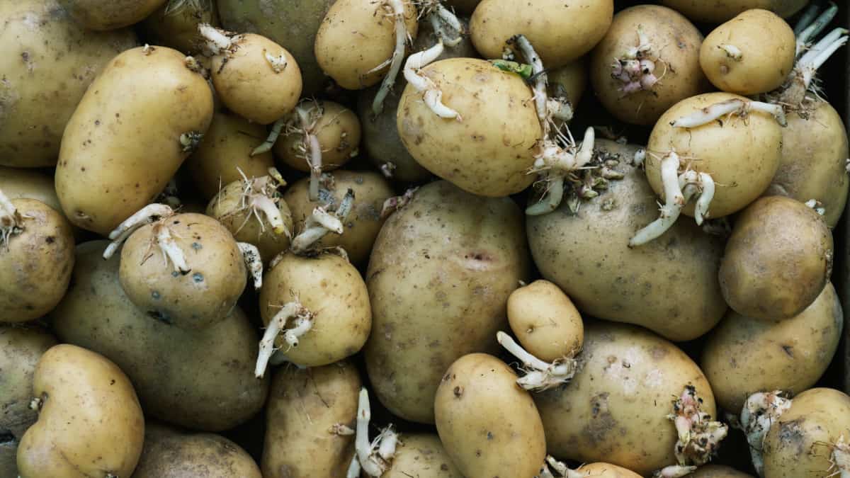 come conservarle correttamente e gestire i germogli di patate