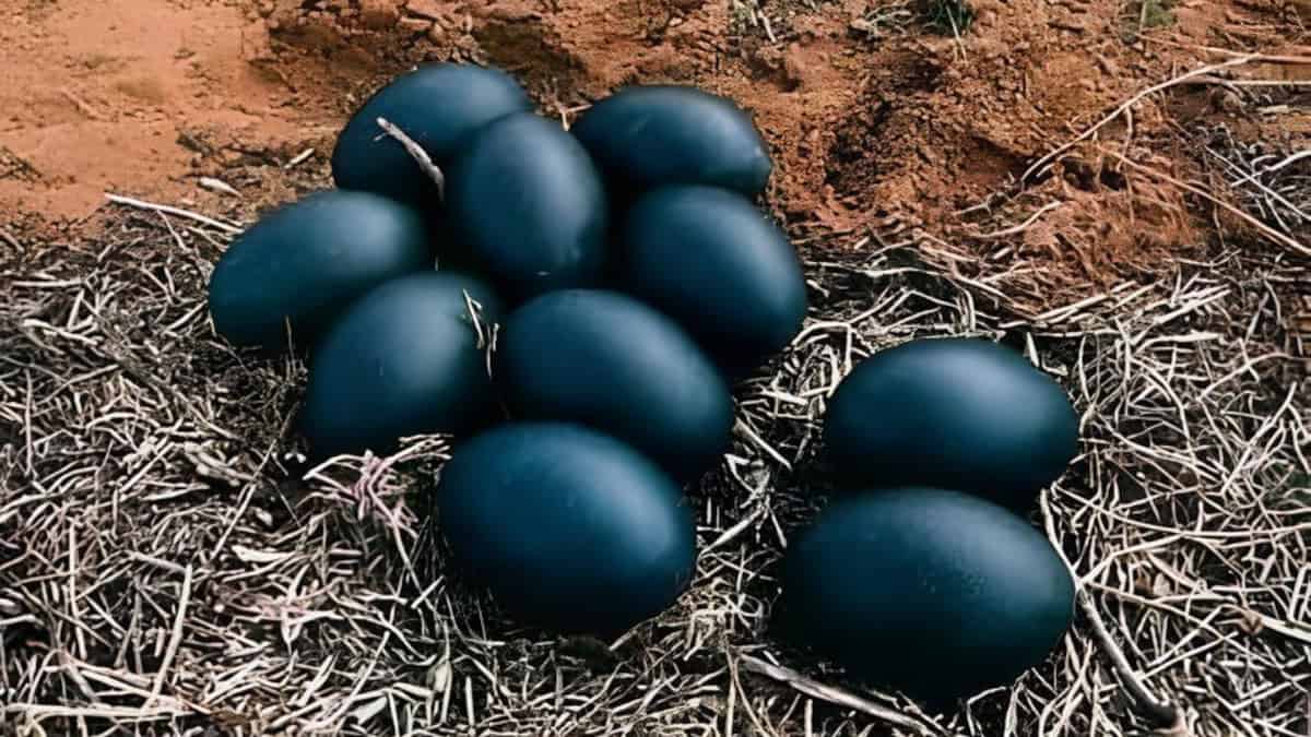 La scoperta di John: le uova nere e i pulcini misteriosi